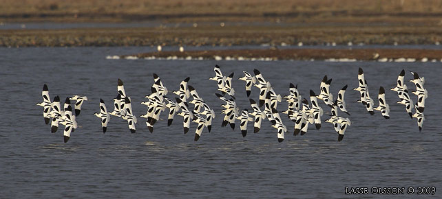 SKRFLCKA / PIED AVOCET (Recurvirostra avosetta) - stor bild / full size