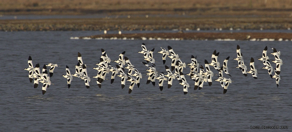 SKRFLCKA / PIED AVOCET (Recurvirostra avosetta)  - Stng / Close