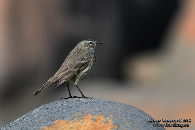 SKÄRPIPLÄRKA / EURASIAN ROCK PIPIT (Anthus petrosus) - stor bild / full size