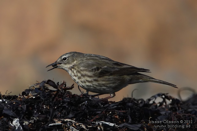 SKÄRPIPLÄRKA / EURASIAN ROCK PIPIT (Anthus petrosus) - stor bild / full size