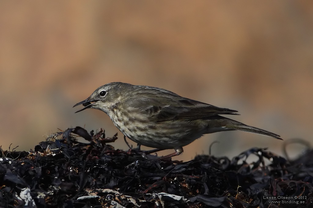 SKRPIPLRKA / EURASIAN ROCK PIPIT (Anthus petrosus) - Stng / Close