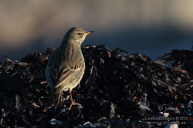 SKÄRPIPLÄRKA / EURASIAN ROCK PIPIT (Anthus petrosus) - stor bild / full size