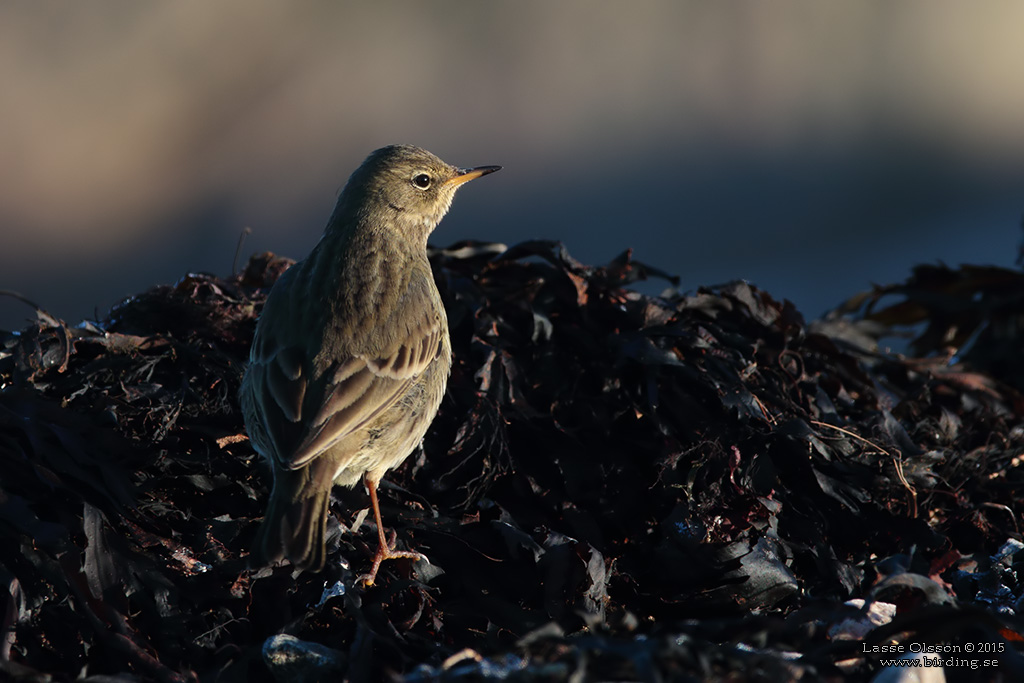 SKRPIPLRKA / EURASIAN ROCK PIPIT (Anthus petrosus) - Stng / Close