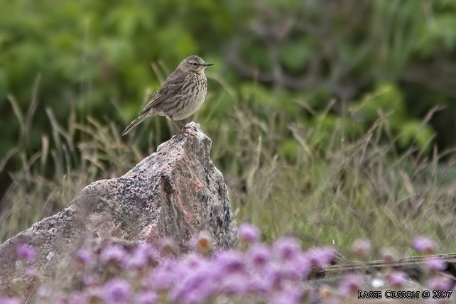 SKRPIPLRKA / EURASIAN ROCK PIPIT (Anthus petrosus) - stor bild / full size