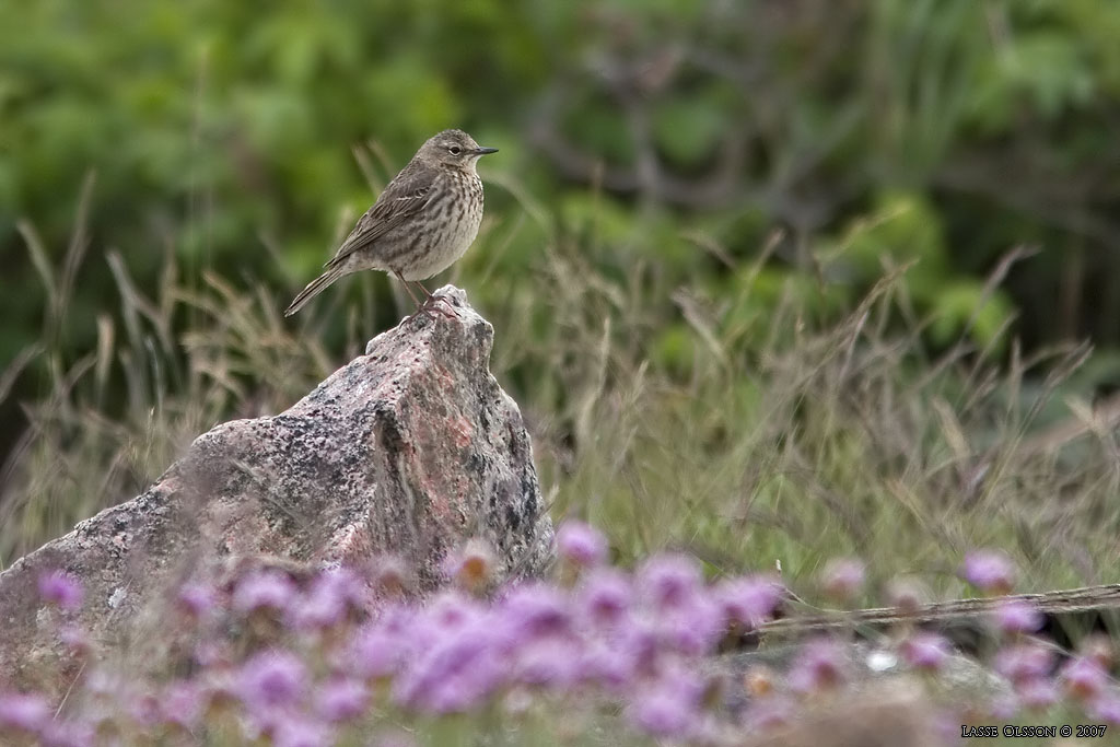 SKRPIPLRKA / EURASIAN ROCK PIPIT (Anthus petrosus) - Stng / Close