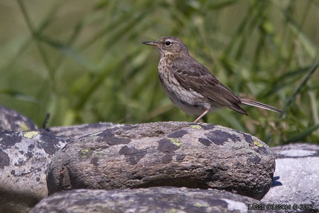 SKRPIPLRKA / EURASIAN ROCK PIPIT (Anthus petrosus) - stor bild / full size