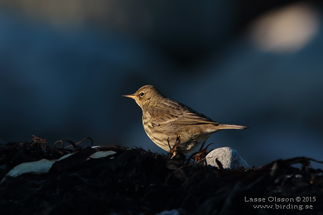 SKÄRPIPLÄRKA / EURASIAN ROCK PIPIT (Anthus petrosus) - stor bild / full size