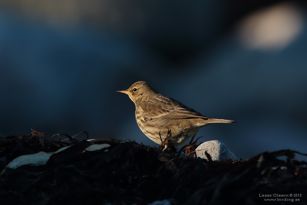 SKRPIPLRKA / EURASIAN ROCK PIPIT (Anthus petrosus) - Stng / Close