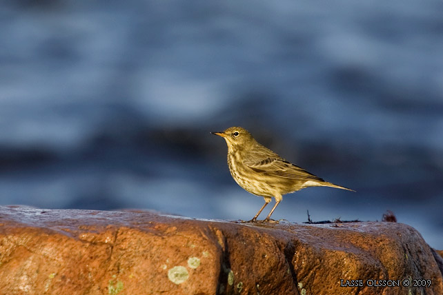 SKRPIPLRKA / EURASIAN ROCK PIPIT (Anthus petrosus) - stor bild / full size