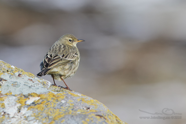 SKÄRPIPLÄRKA / EURASIAN ROCK PIPIT (Anthus petrosus) - stor bild / full size