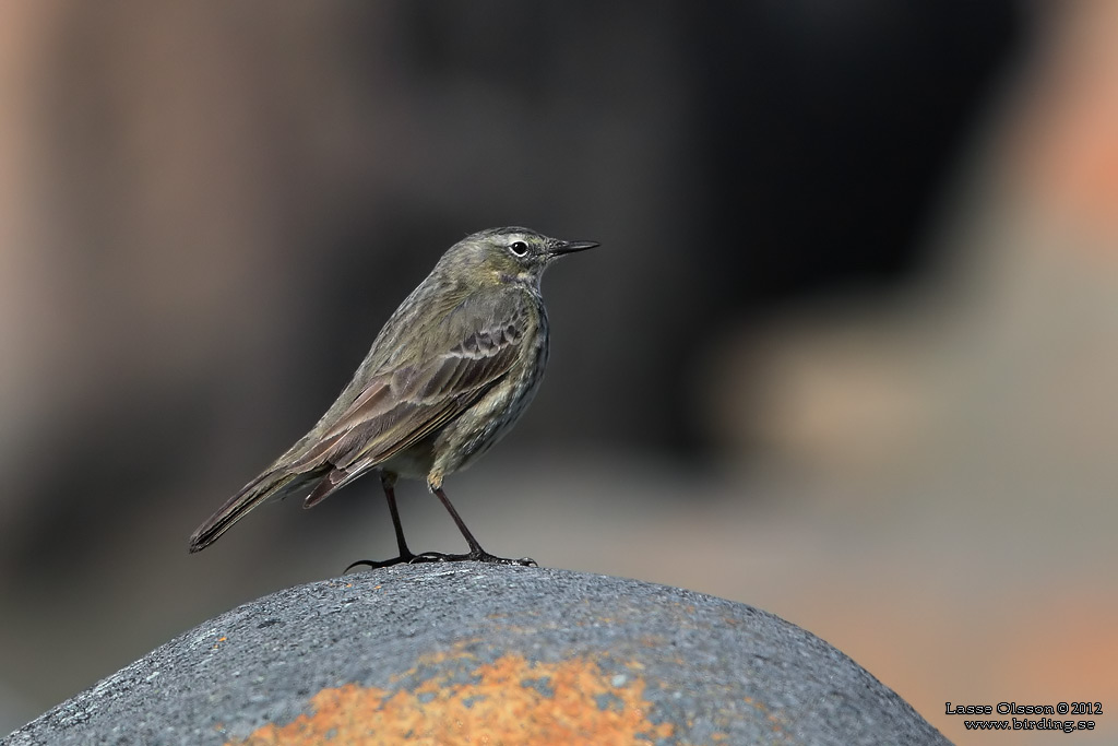 SKRPIPLRKA / EURASIAN ROCK PIPIT (Anthus petrosus) - Stng / Close