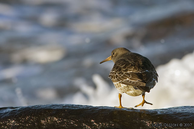 SKRSNPPA / PURPLE SANDPIPER (Calidris maritima) - stor bild / full size