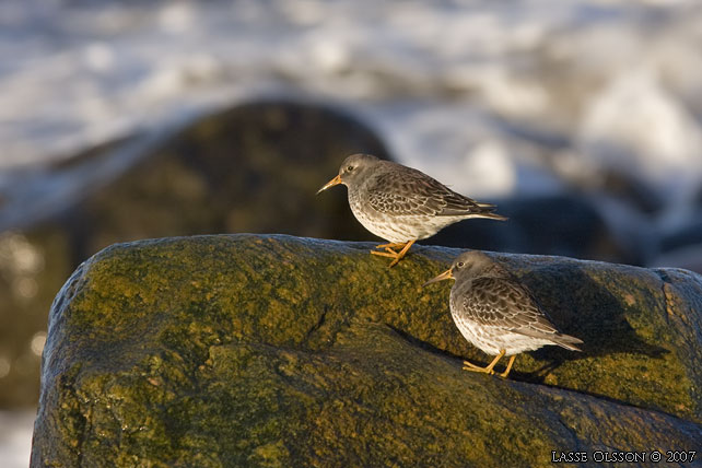 SKRSNPPA / PURPLE SANDPIPER (Calidris maritima) - stor bild / full size