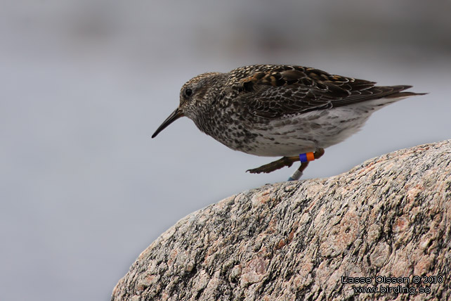 SKRSNPPA / PURPLE SANDPIPER (Calidris maritima) - stor bild / full size