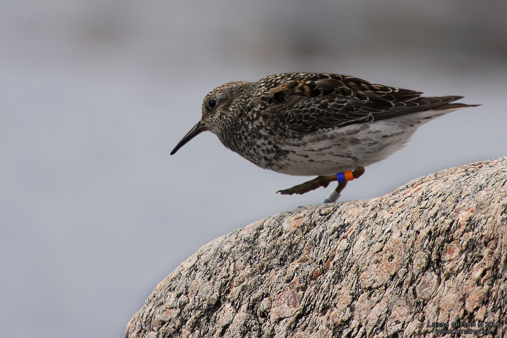 SKRSNPPA / PURPLE SANDPIPER (Calidris maritima) - Stng / Close