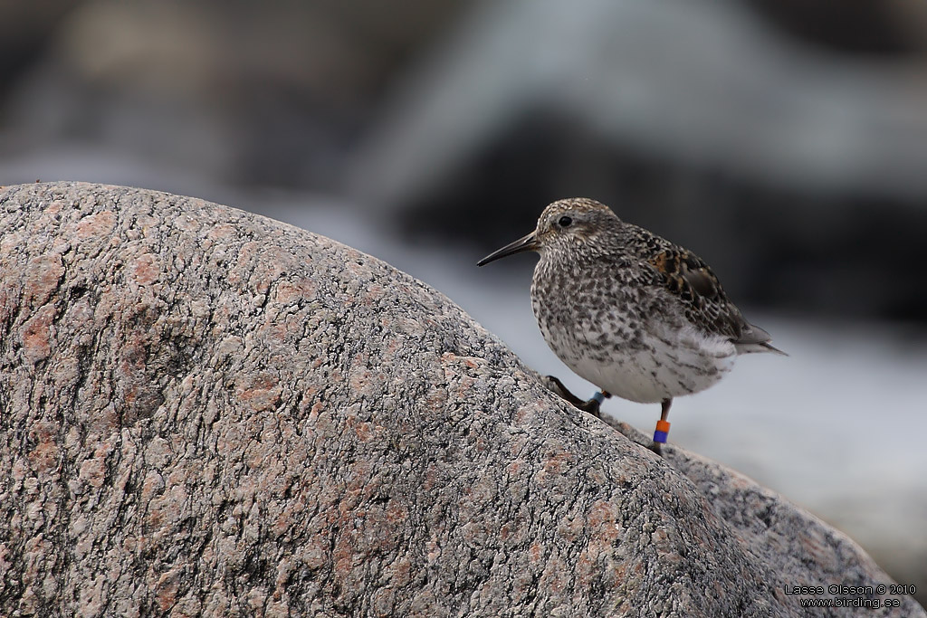 SKRSNPPA / PURPLE SANDPIPER (Calidris maritima) - Stng / Close