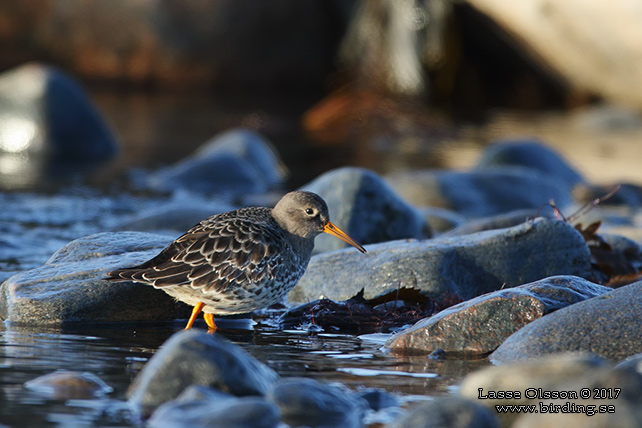 SKÄRSNÄPPA / PURPLE SANDPIPER (Calidris maritima) - stor bild / full size