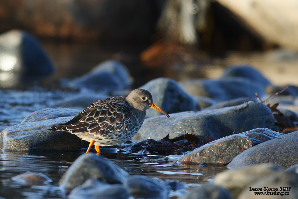 SKRSNPPA / PURPLE SANDPIPER (Calidris maritima) - Stng / Close