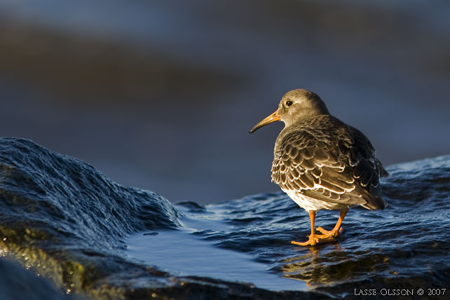 SKRSNPPA / PURPLE SANDPIPER (Calidris maritima) - stor bild / full size