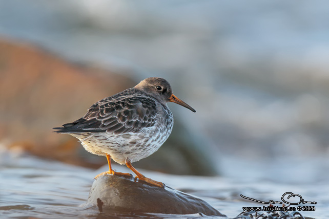 SKÄRSNÄPPA / PURPLE SANDPIPER (Calidris maritima) - stor bild / full size