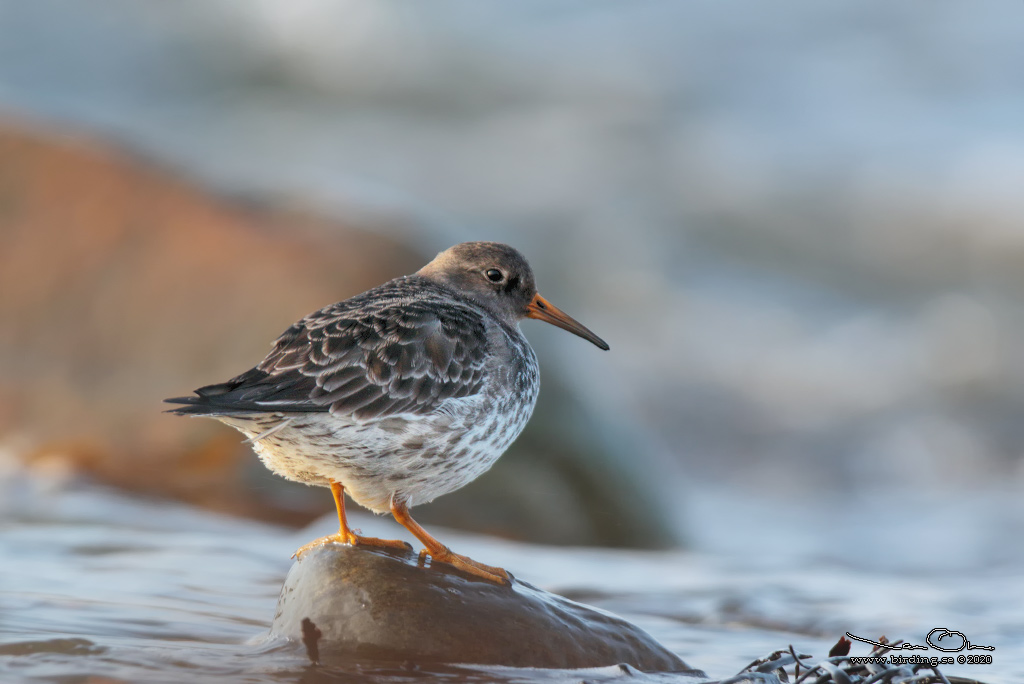 SKRSNPPA / PURPLE SANDPIPER (Calidris maritima) - Stng / Close