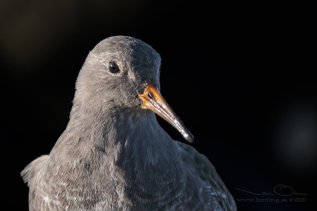 SKÄRSNÄPPA / PURPLE SANDPIPER (Calidris maritima) - stor bild / full size