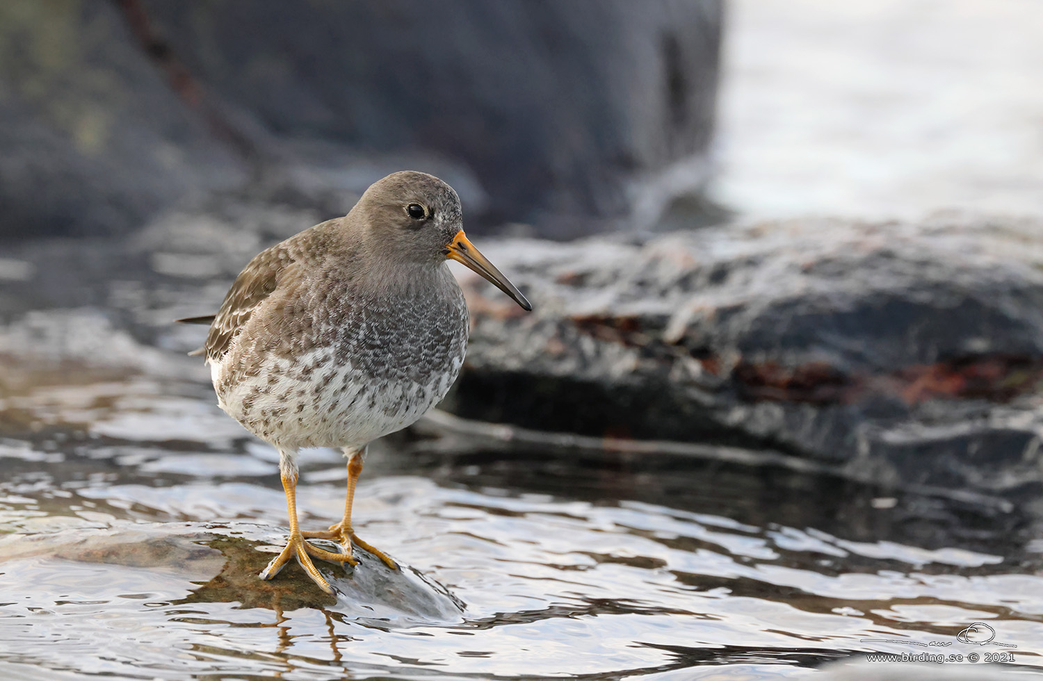 SKRSNPPA / PURPLE SANDPIPER (Calidris maritima) - Stng / Close