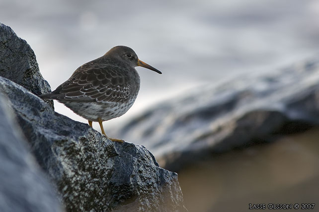 SKRSNPPA / PURPLE SANDPIPER (Calidris maritima) - stor bild / full size