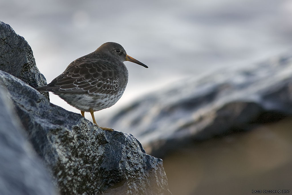 SKRSNPPA / PURPLE SANDPIPER (Calidris maritima) - Stng / Close