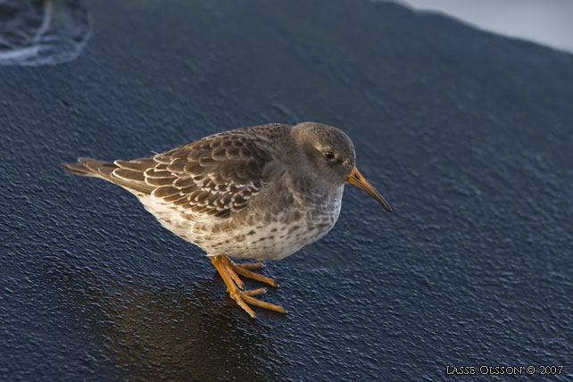 SKRSNPPA / PURPLE SANDPIPER (Calidris maritima) - stor bild / full size