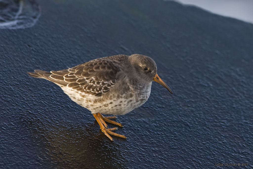 SKRSNPPA / PURPLE SANDPIPER (Calidris maritima) - Stng / Close