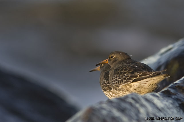 SKRSNPPA / PURPLE SANDPIPER (Calidris maritima) - stor bild / full size