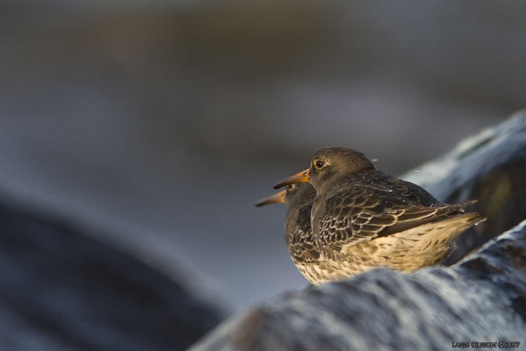 SKRSNPPA / PURPLE SANDPIPER (Calidris maritima) - Stng / Close