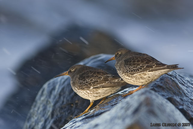 SKRSNPPA / PURPLE SANDPIPER (Calidris maritima) - stor bild / full size