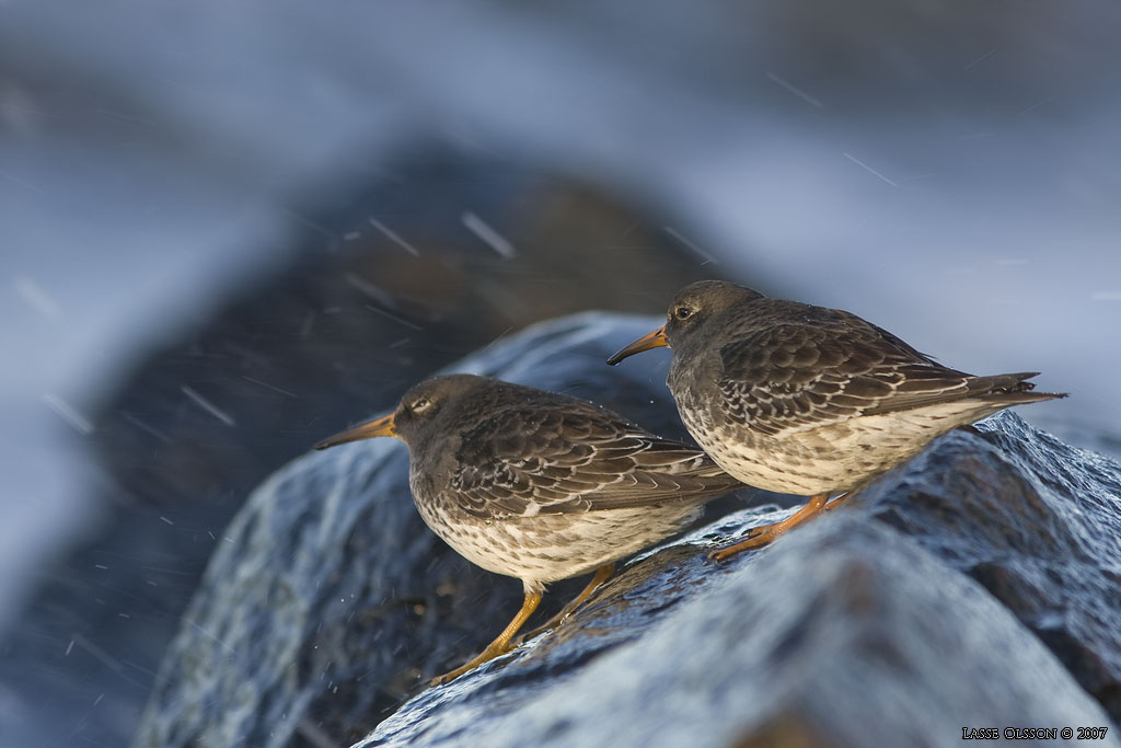 SKRSNPPA / PURPLE SANDPIPER (Calidris maritima) - Stng / Close