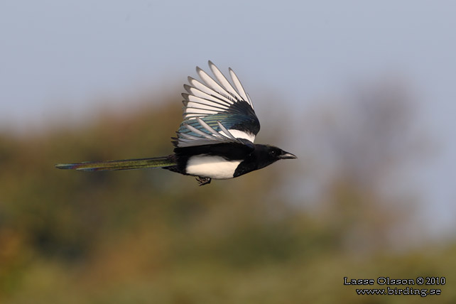 SKATA / EURASIAN MAGPIE (Pica pica) - stor bild / full size