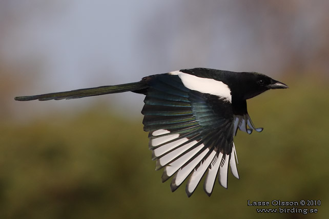 SKATA / EURASIAN MAGPIE (Pica pica) - stor bild / full size