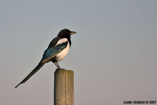 SKATA / EURASIAN MAGPIE (Pica pica) - stor bild / full size