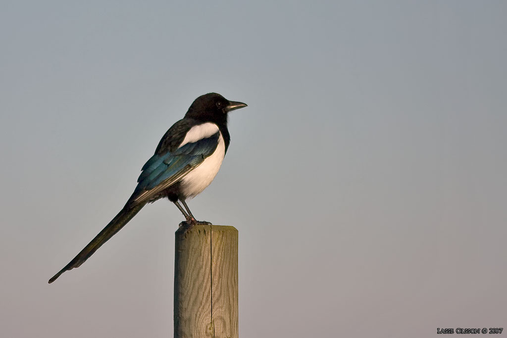 SKATA / EURASIAN MAGPIE (Pica pica) - Stng / Close