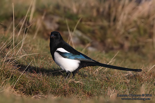 SKATA / EURASIAN MAGPIE (Pica pica) - stor bild / full size