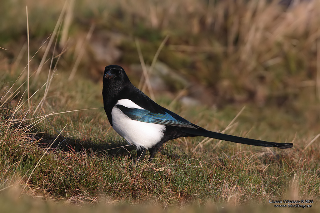 SKATA / EURASIAN MAGPIE (Pica pica) - Stng / Close