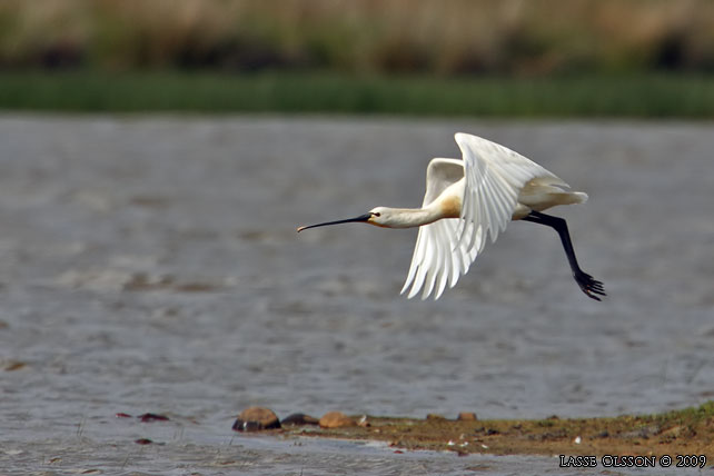 SKEDSTORK / EURASIAN SPOONBILL (Platalea leucorodia) - stor bild / full size