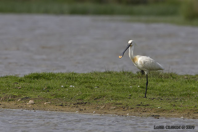 SKEDSTORK / EURASIAN SPOONBILL (Platalea leucorodia) - stor bild / full size