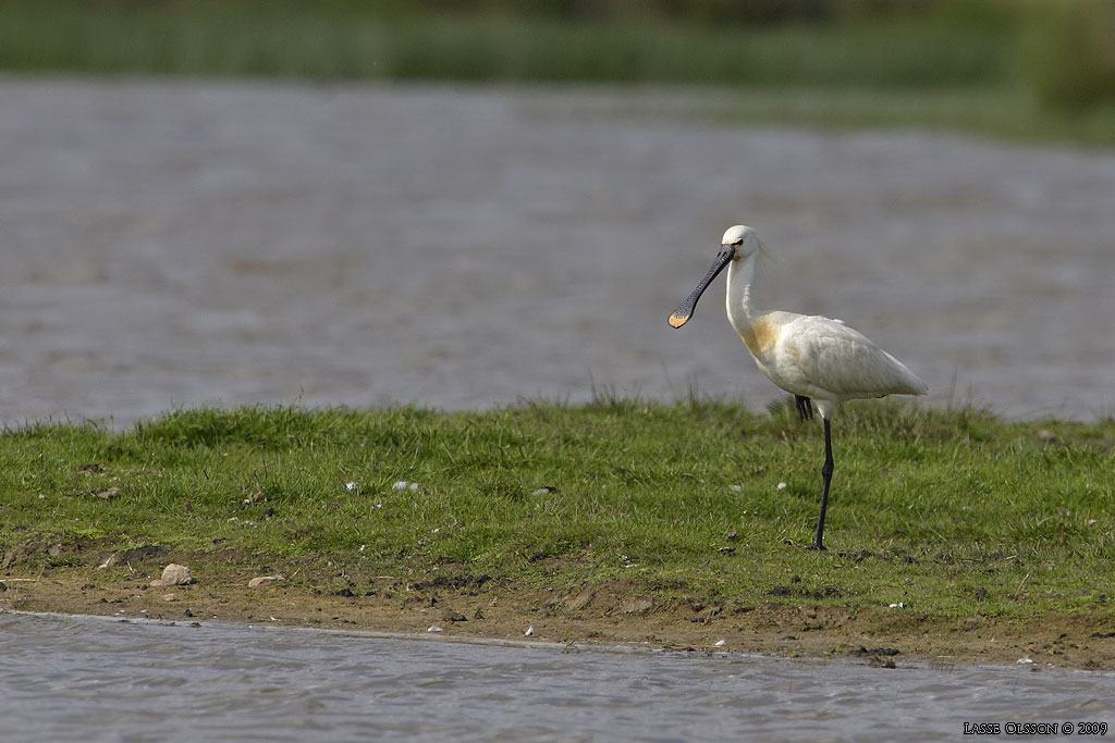 SKEDSTORK / EURASIAN SPOONBILL (Platalea leucorodia) - Stng / Close