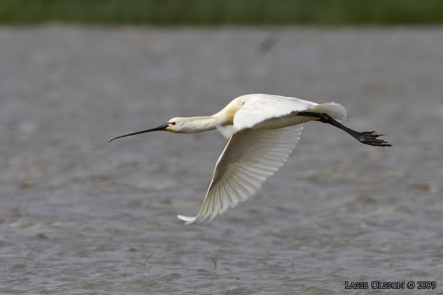 SKEDSTORK / EURASIAN SPOONBILL (Platalea leucorodia) - stor bild / full size