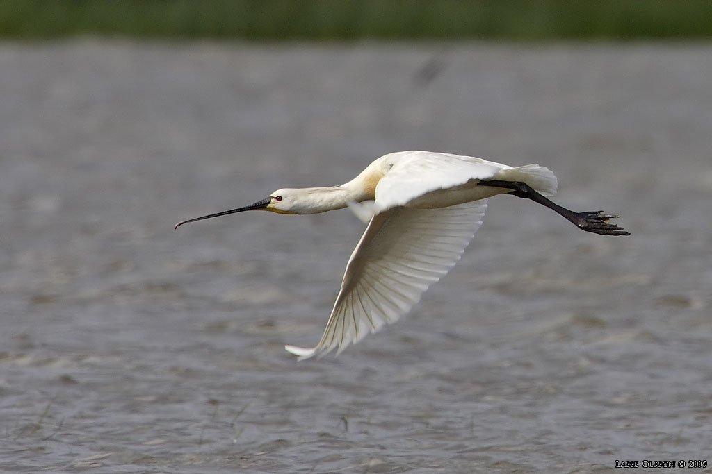 SKEDSTORK / EURASIAN SPOONBILL (Platalea leucorodia) - Stng / Close