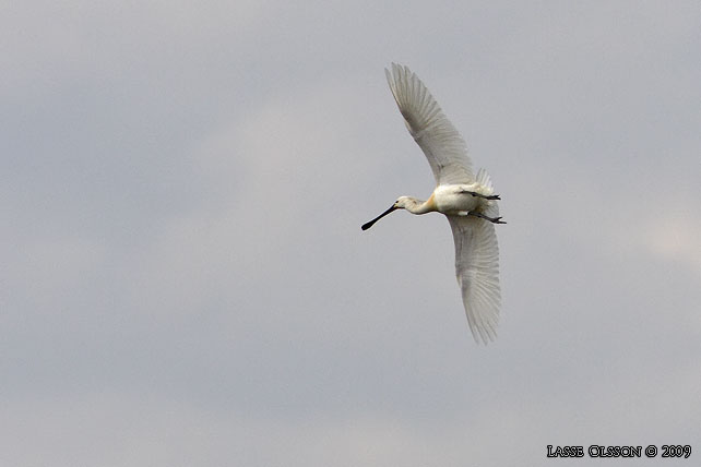 SKEDSTORK / EURASIAN SPOONBILL (Platalea leucorodia) - stor bild / full size