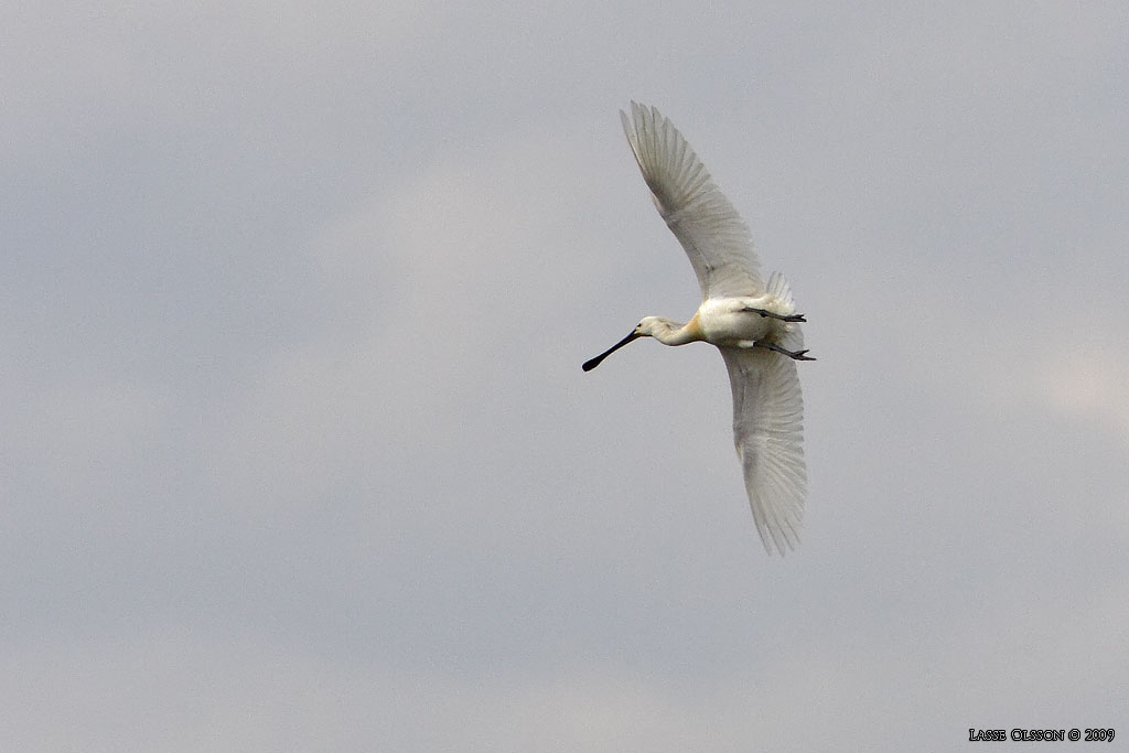 SKEDSTORK / EURASIAN SPOONBILL (Platalea leucorodia) - Stng / Close