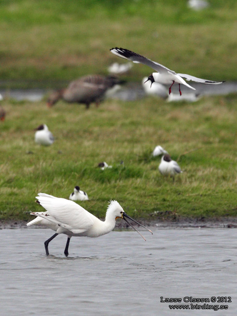 SKEDSTORK / EURASIAN SPOONBILL (Platalea leucorodia) - stor bild / full size