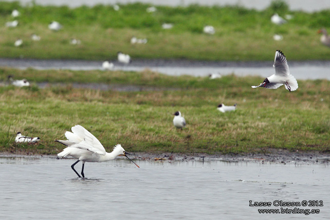 SKEDSTORK / EURASIAN SPOONBILL (Platalea leucorodia) - stor bild / full size